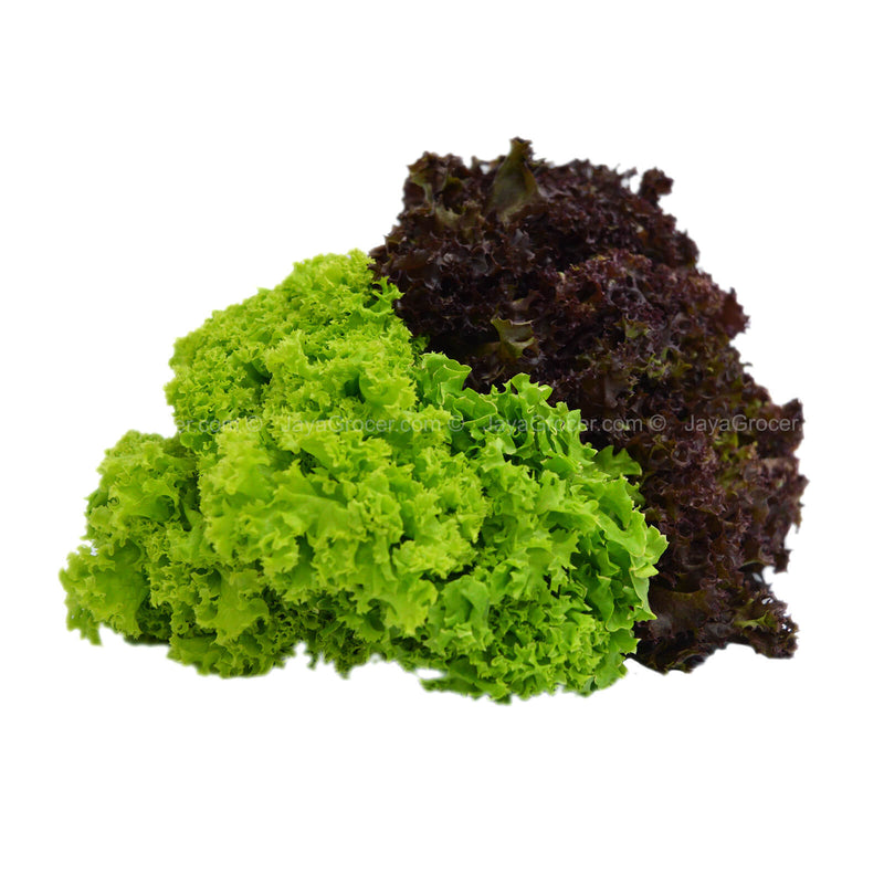 Genting Garden Mixed Coral Lettuce 1pack