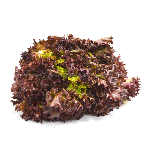 G/GARDEN LETTUCE RED CORAL 170G