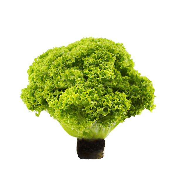 Cameron Garden Green Coral with Root (Malaysia) 1pack (highest price)