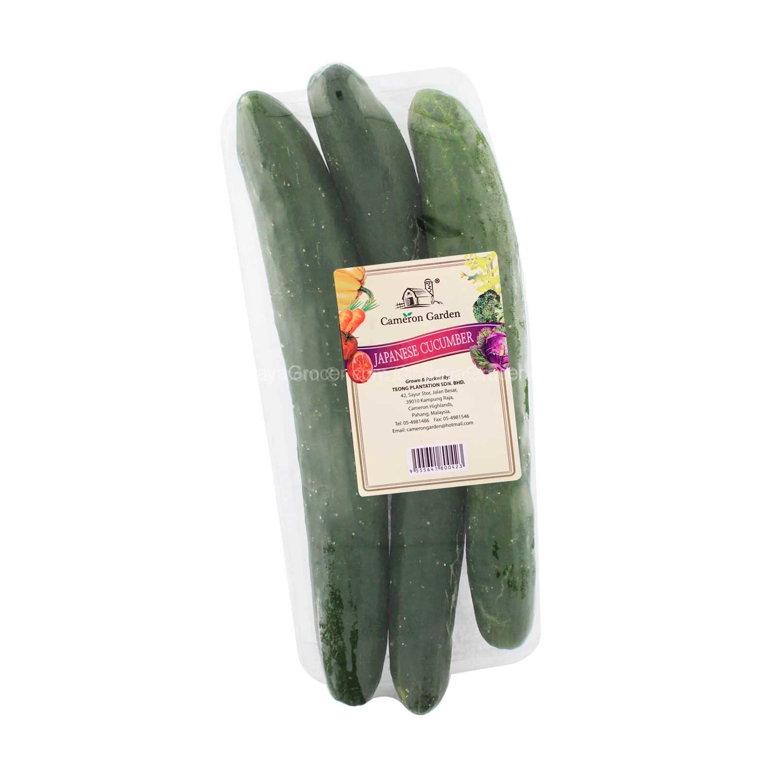 Cameron Garden Japanese Cucumber (Kyuri) (Malaysia) 3pcs/pack