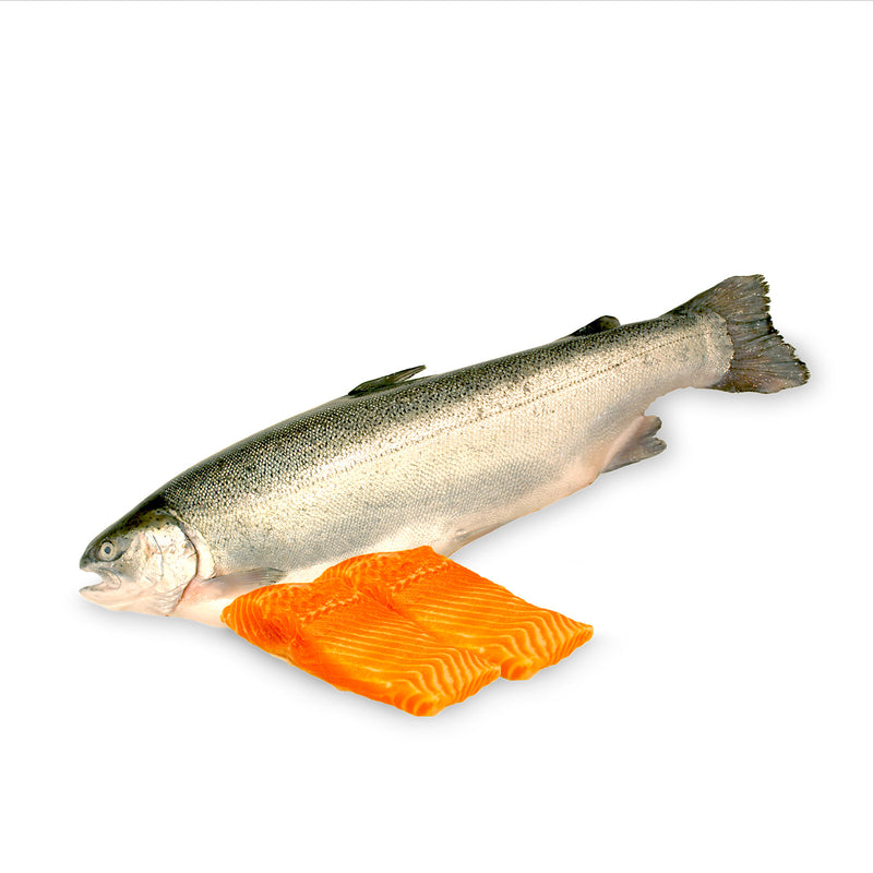 Chilled Norwegian Fjord Trout Salmon Fillet 200g+/-